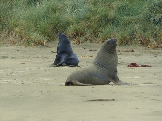 Hookers sea lions remaining aloof at Cannibal Bay Dec 2015